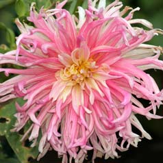 Dahlia Cactus 'Gina Lombaert'